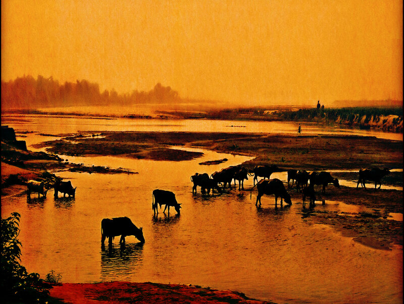 Cows drinking in a river at sunset