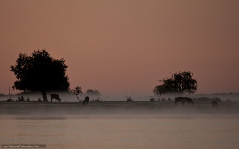 Cows grazing at dawn