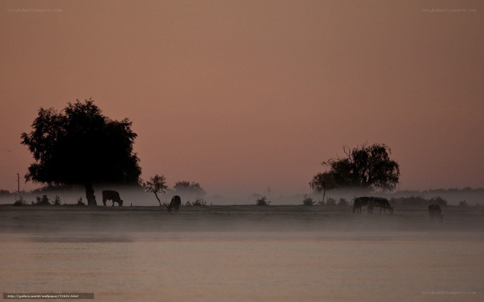 Cows grazing at dawn