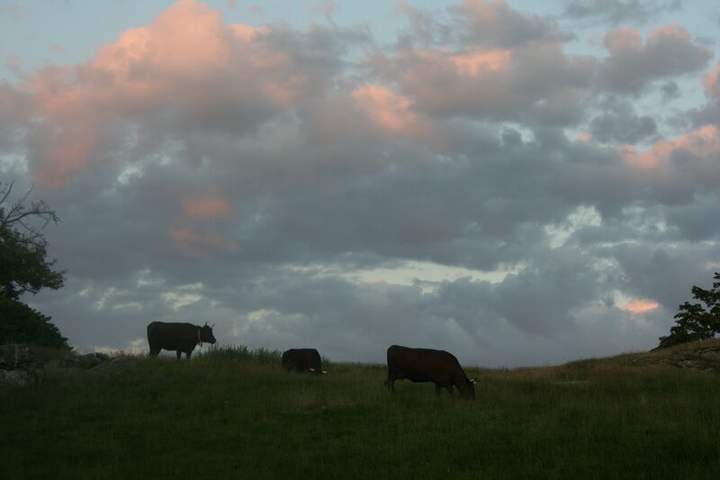 Cows grazing at dusk