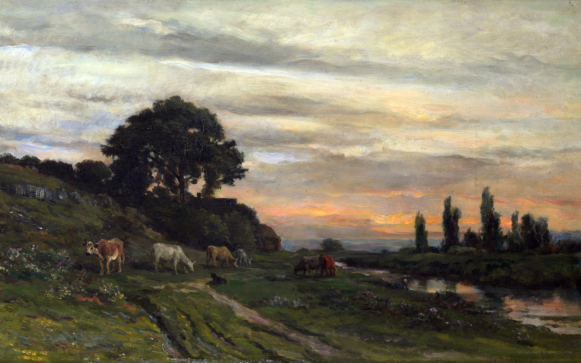 Cows grazing at sunset