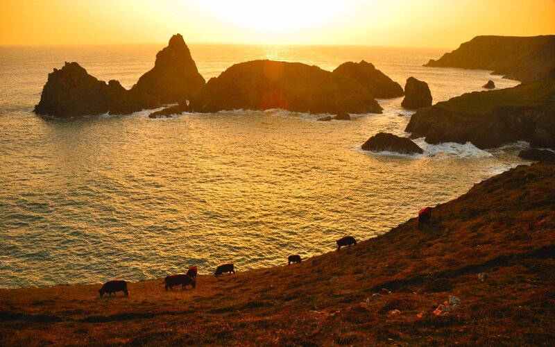 Cows grazing at sunset by the sea