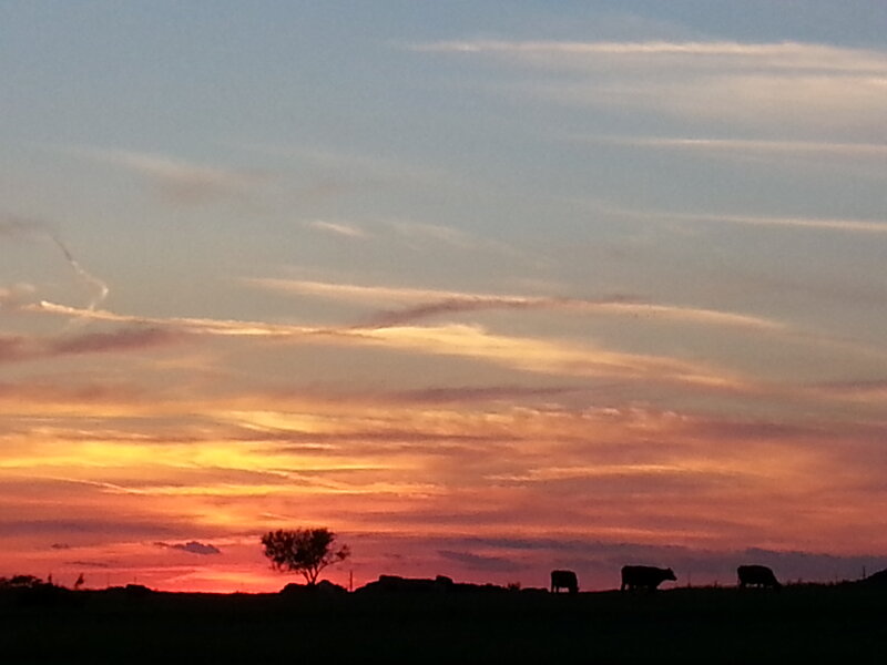 Cows Grazing at Sunset — Orange