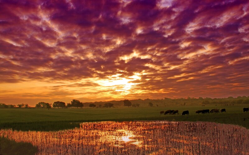 Cows grazing at sunset