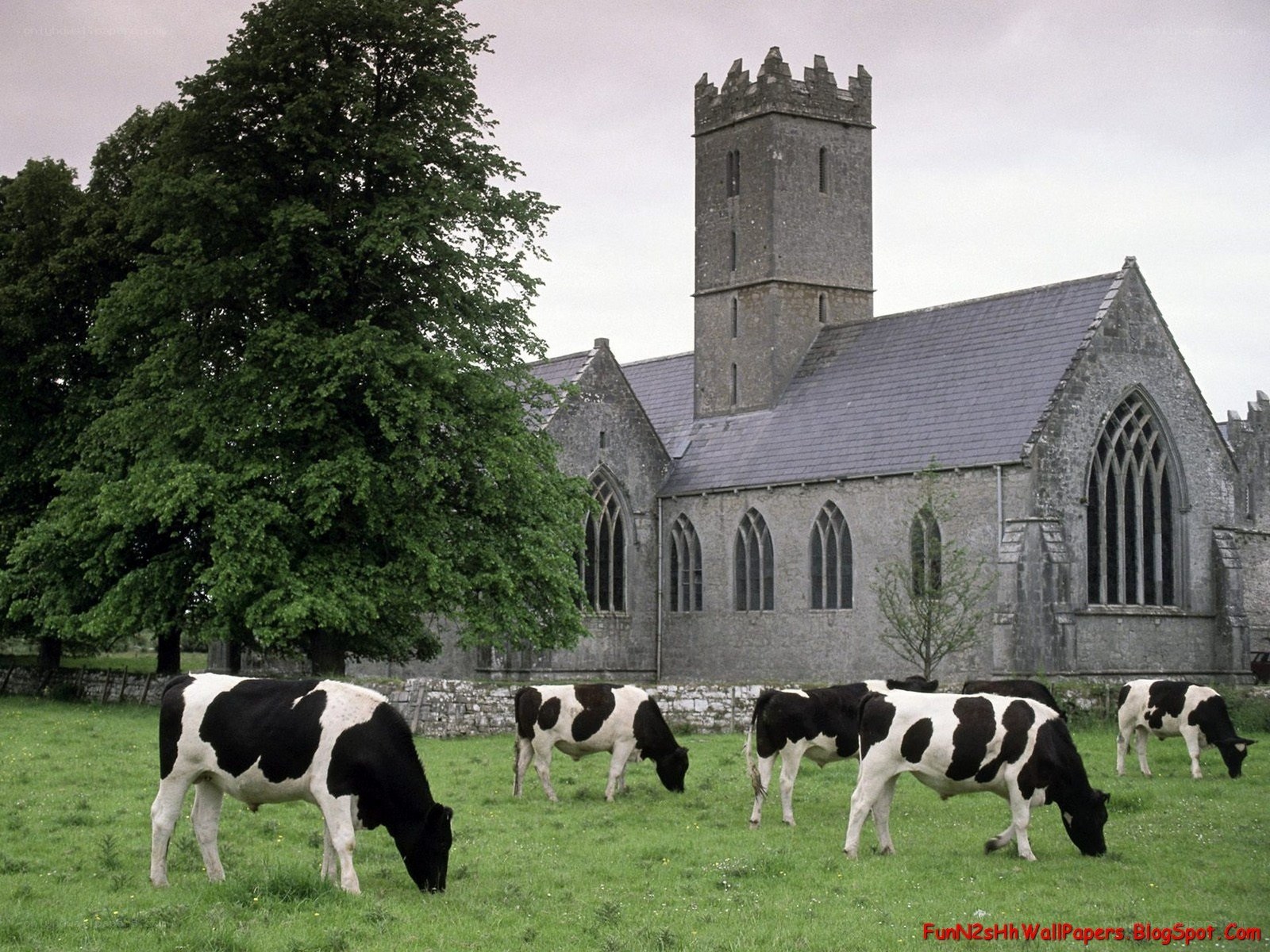 Cows grazing by a church