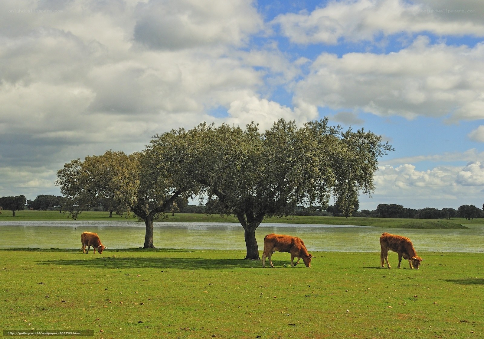 Cows grazing by a lake