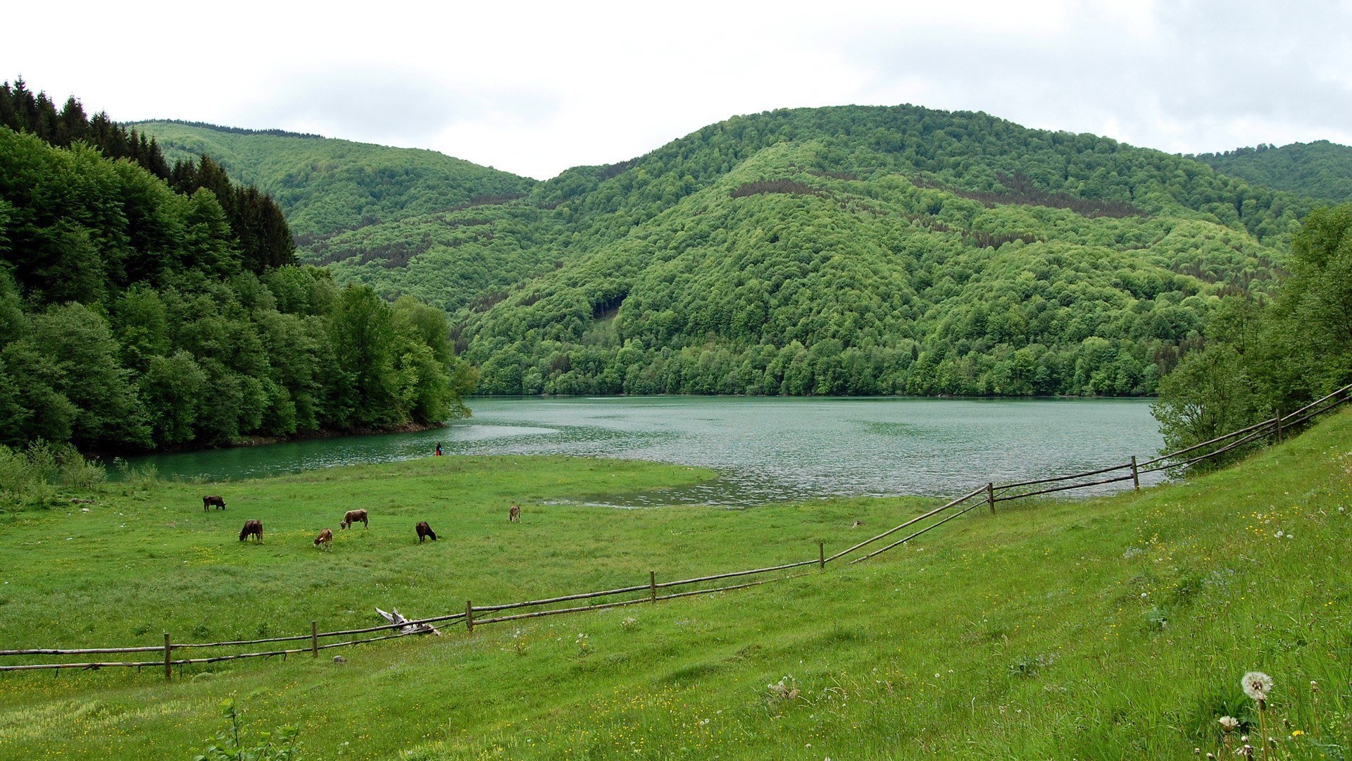 Cows grazing by a lake