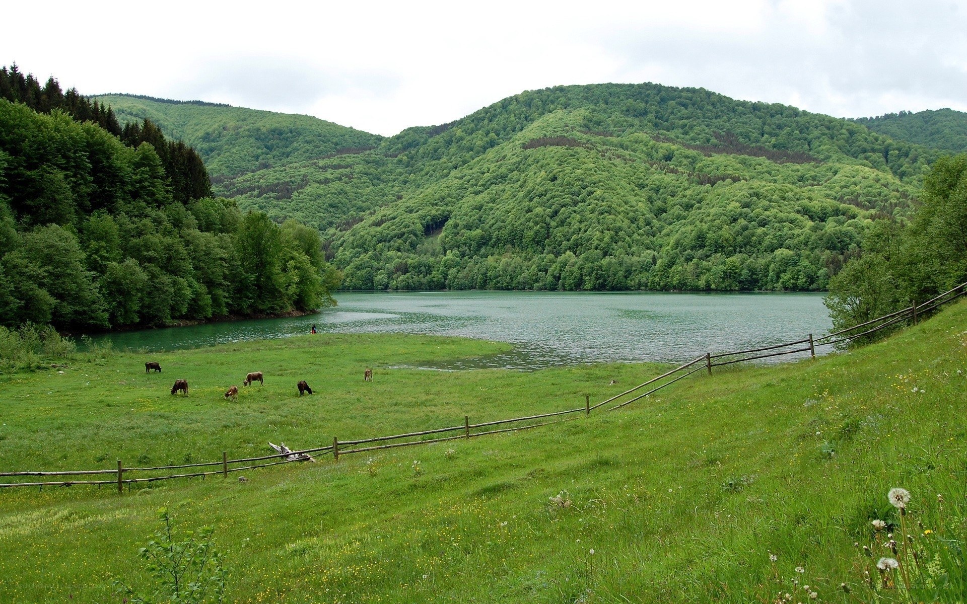 Cows grazing by a lake