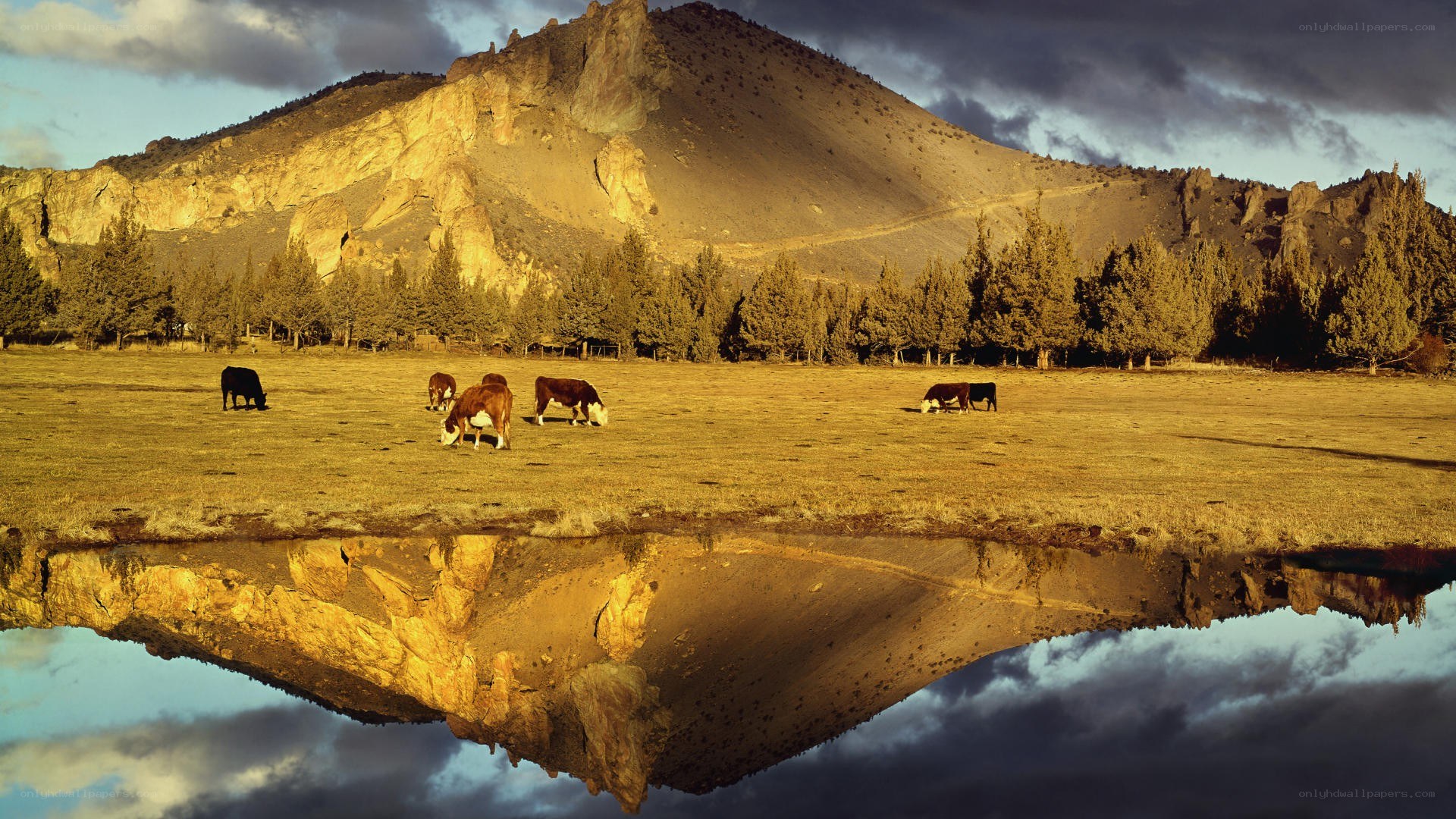 Cows grazing by a mountain pond