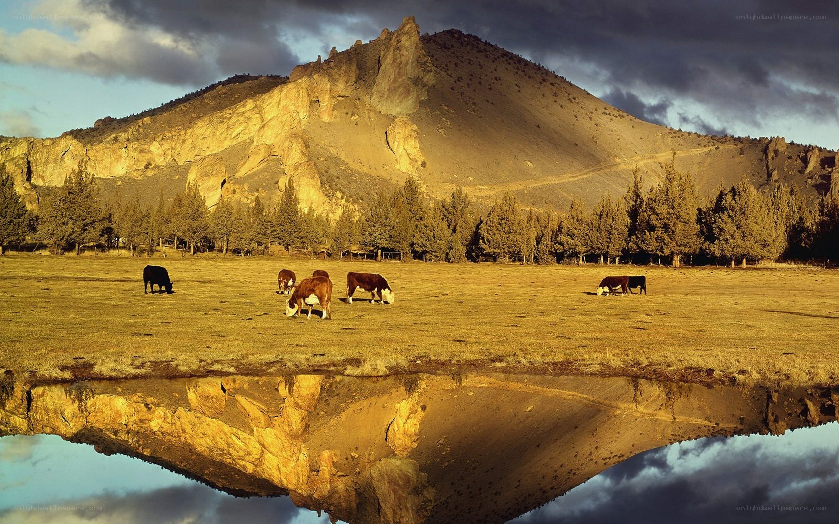 Cows grazing by a mountain pond