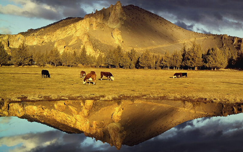 Cows grazing by a mountain pond