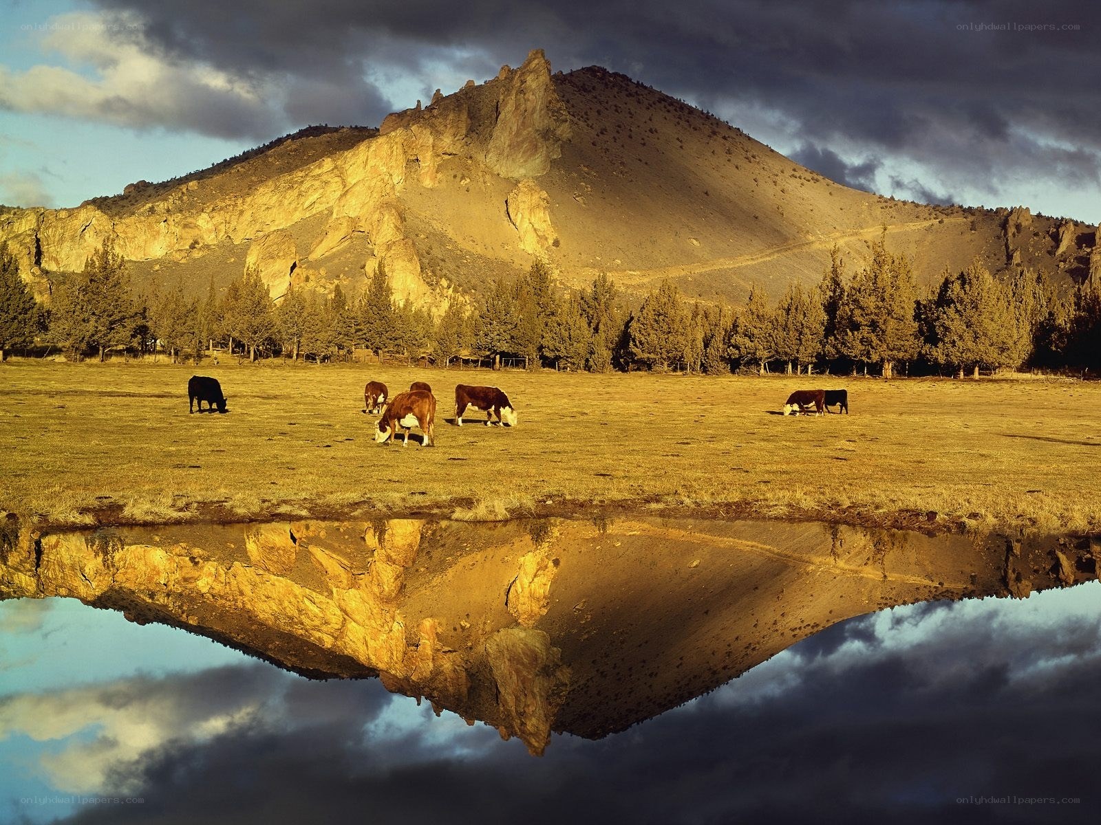 Cows grazing by a mountain pond