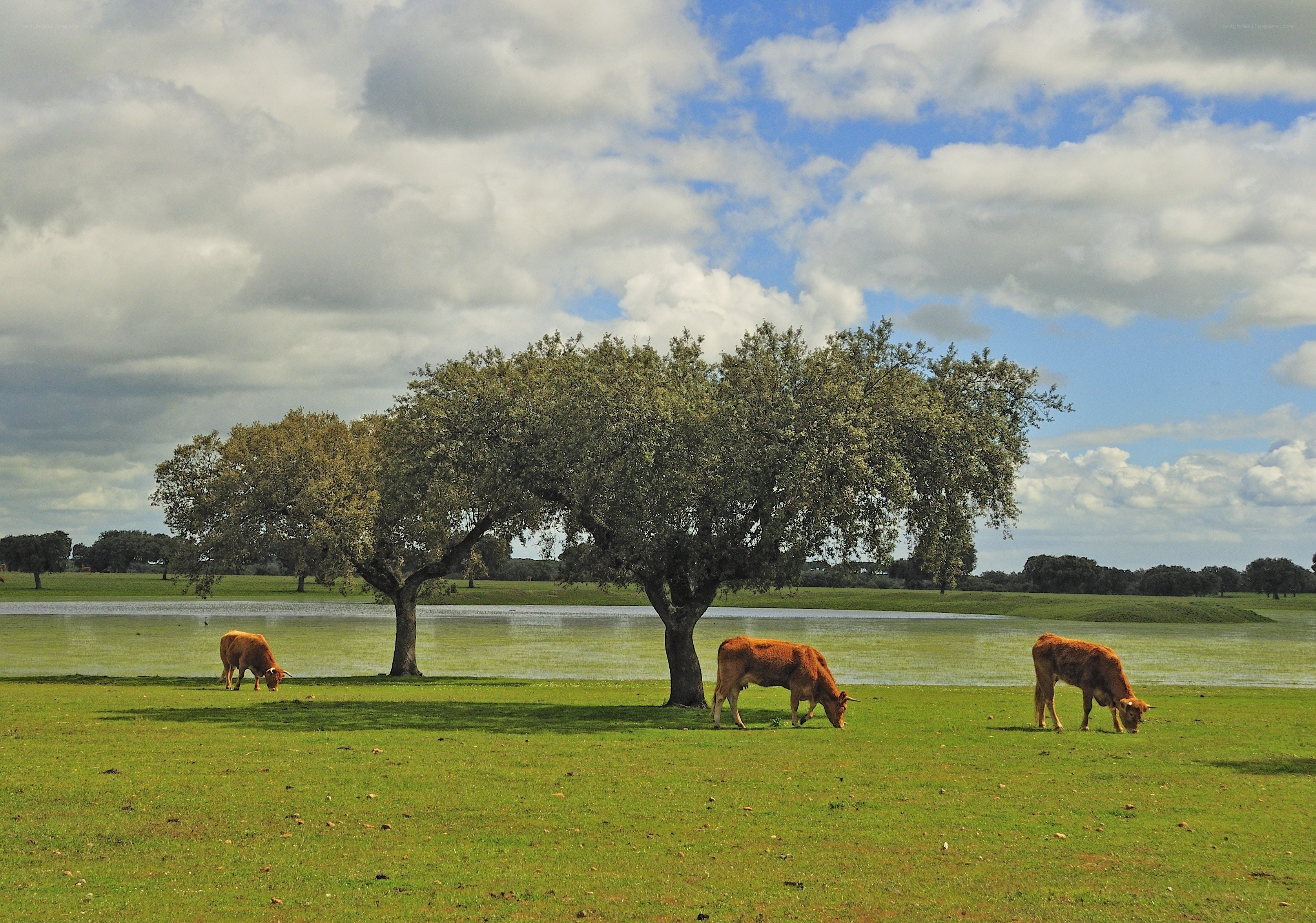 Cows grazing by a pond
