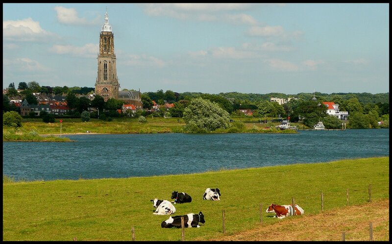 Cows grazing by a river with a church tower