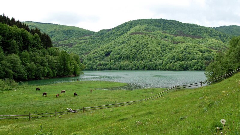 Cows Grazing by Lake — Green, Serene