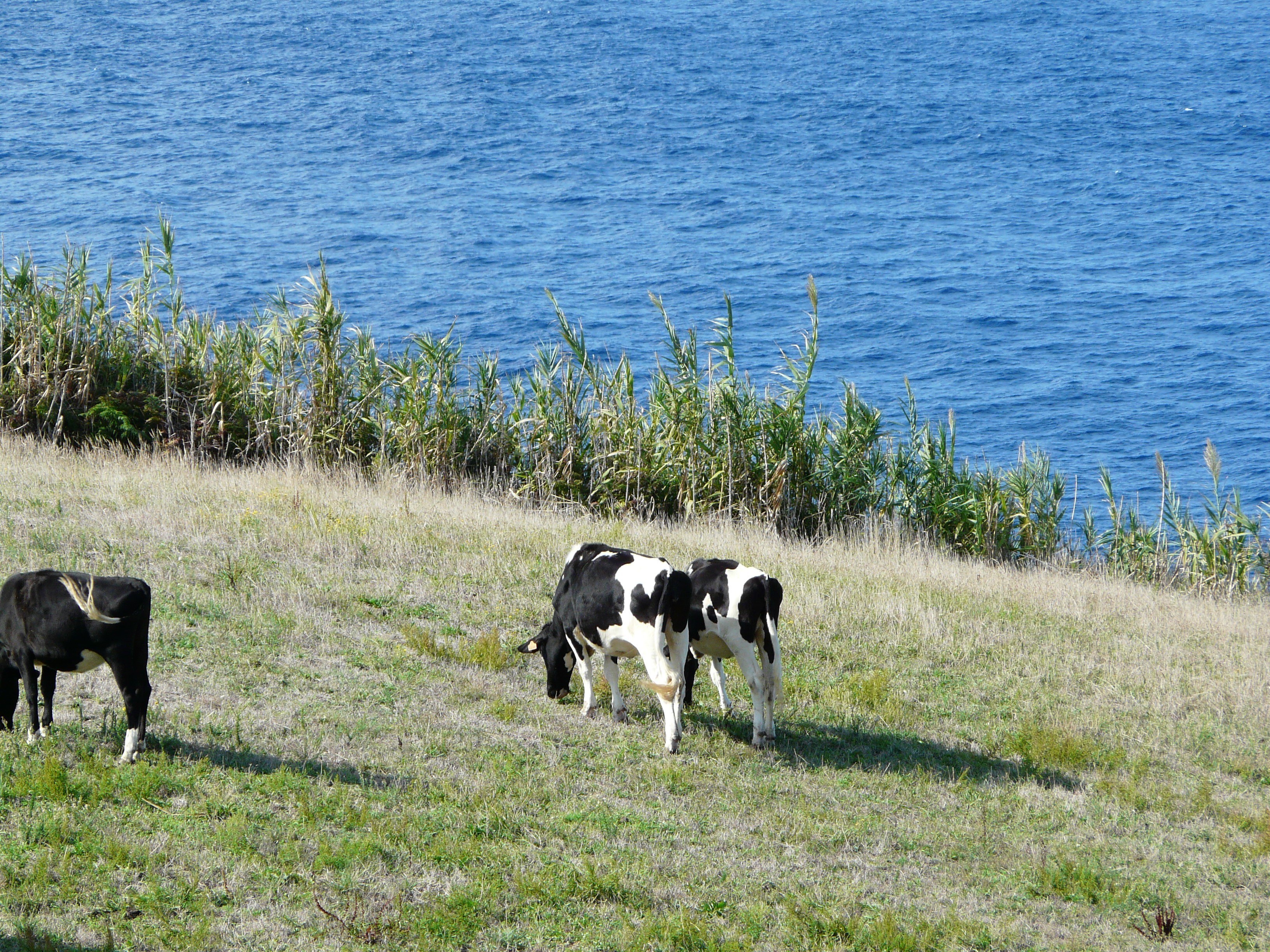 Cows grazing by the sea