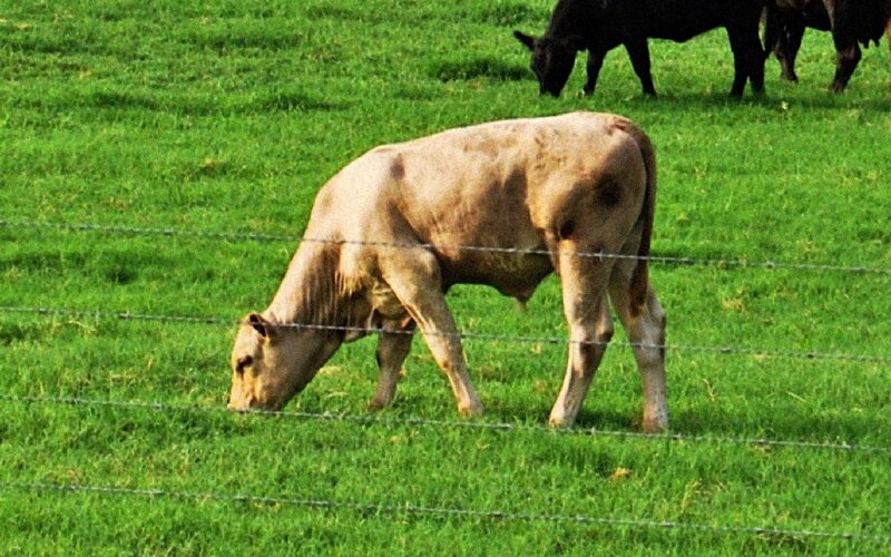 Cows grazing in a field