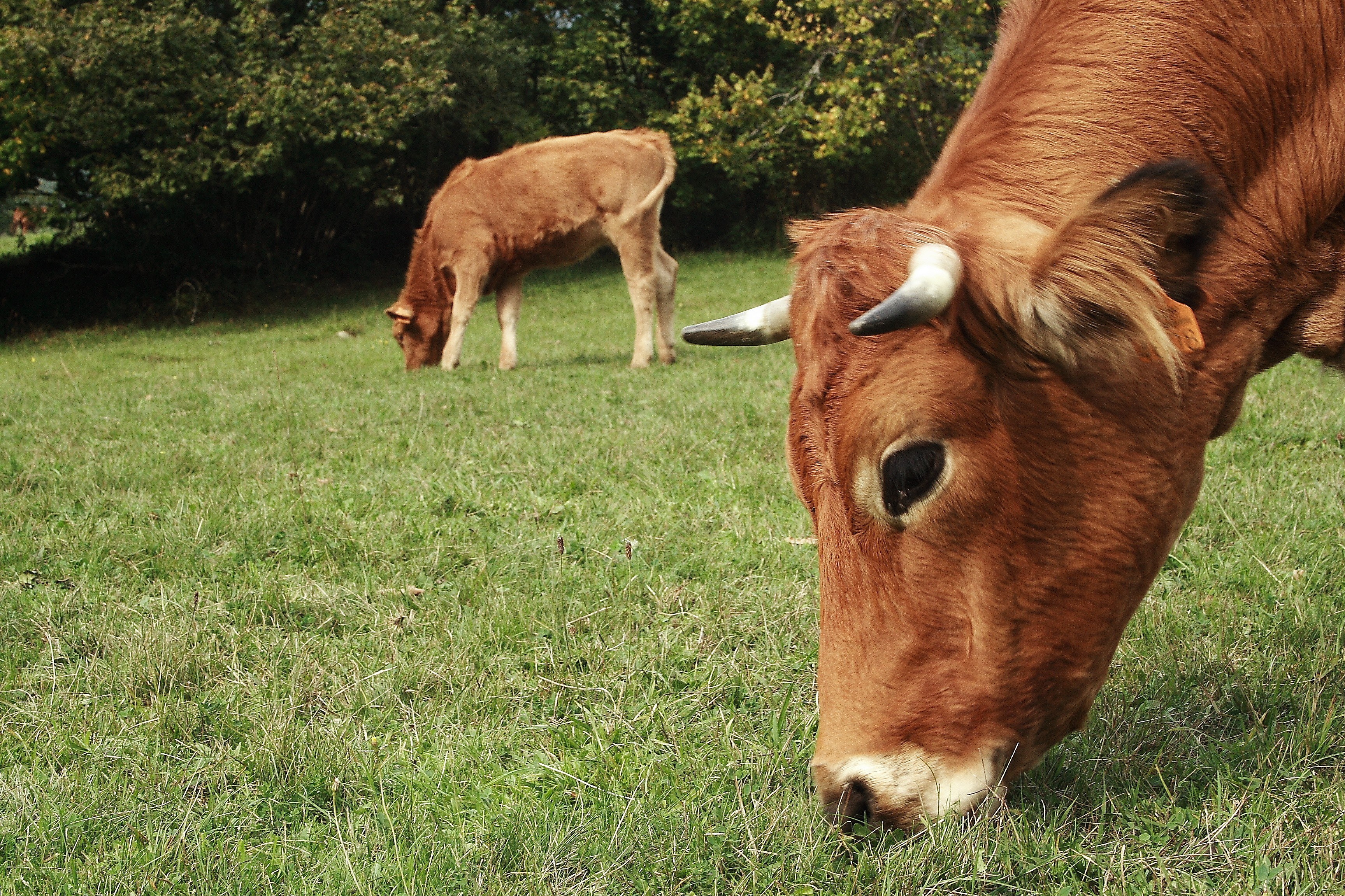 Cows grazing in a field