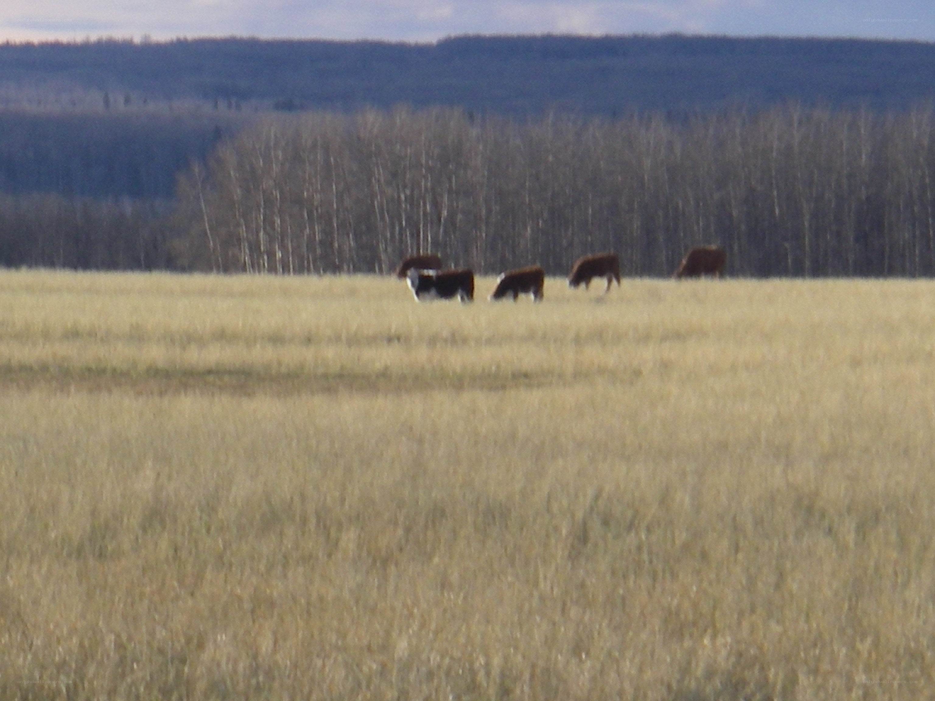 Cows grazing in a field