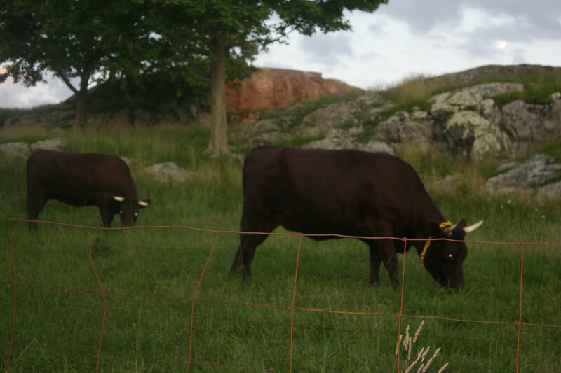Cows grazing in a field