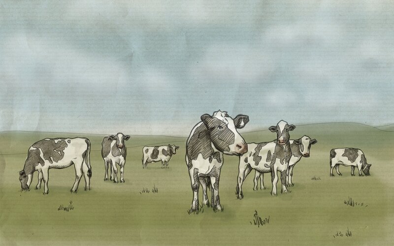 Cows grazing in a field