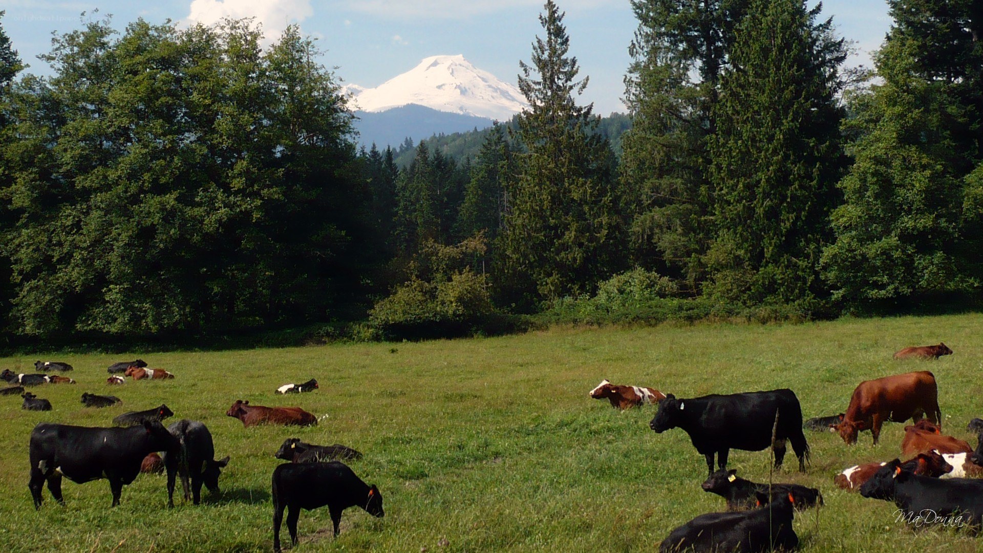 Cows grazing in a field with mountain