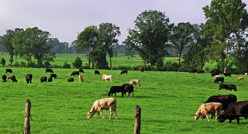 Cows grazing in a green field