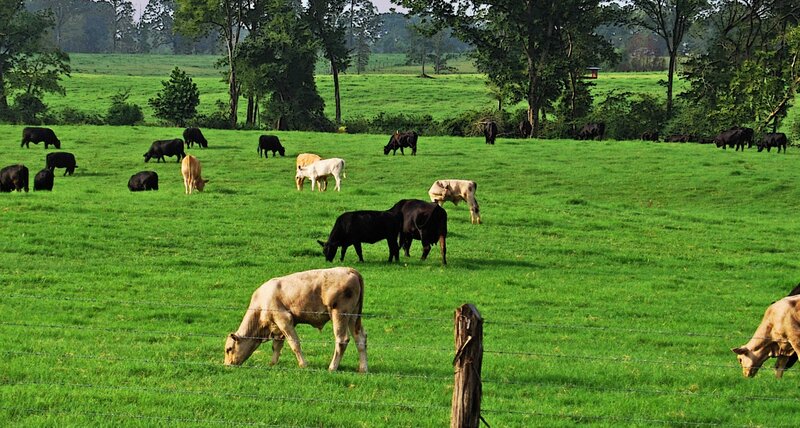 Cows grazing in a green field
