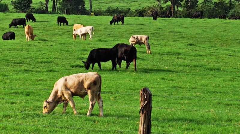 Cows grazing in a green field