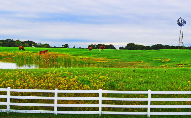 Cows grazing in a green field