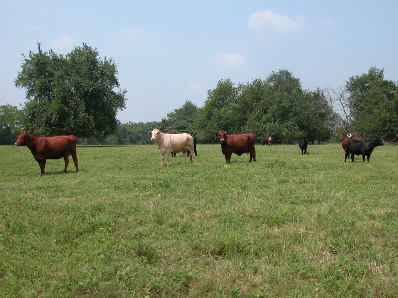 Cows grazing in a green field
