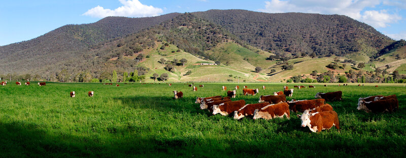 Cows grazing in a green field