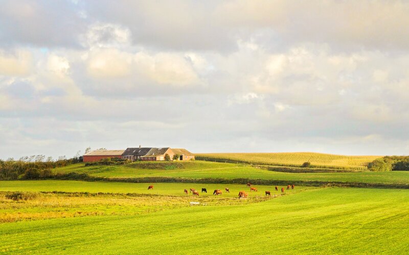 Cows grazing in a green field