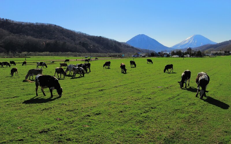 Cows grazing in a green field