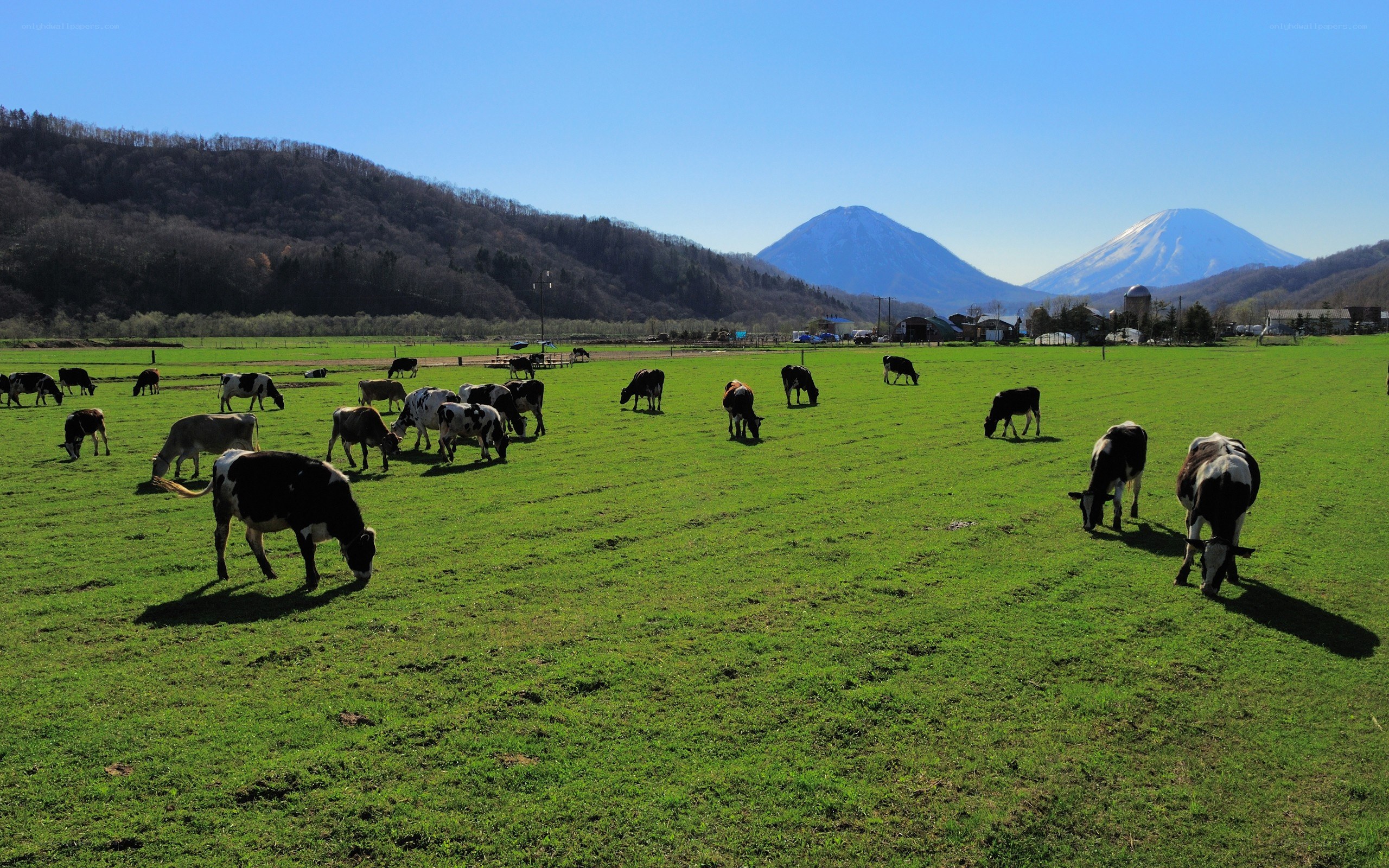 Cows grazing in a green field