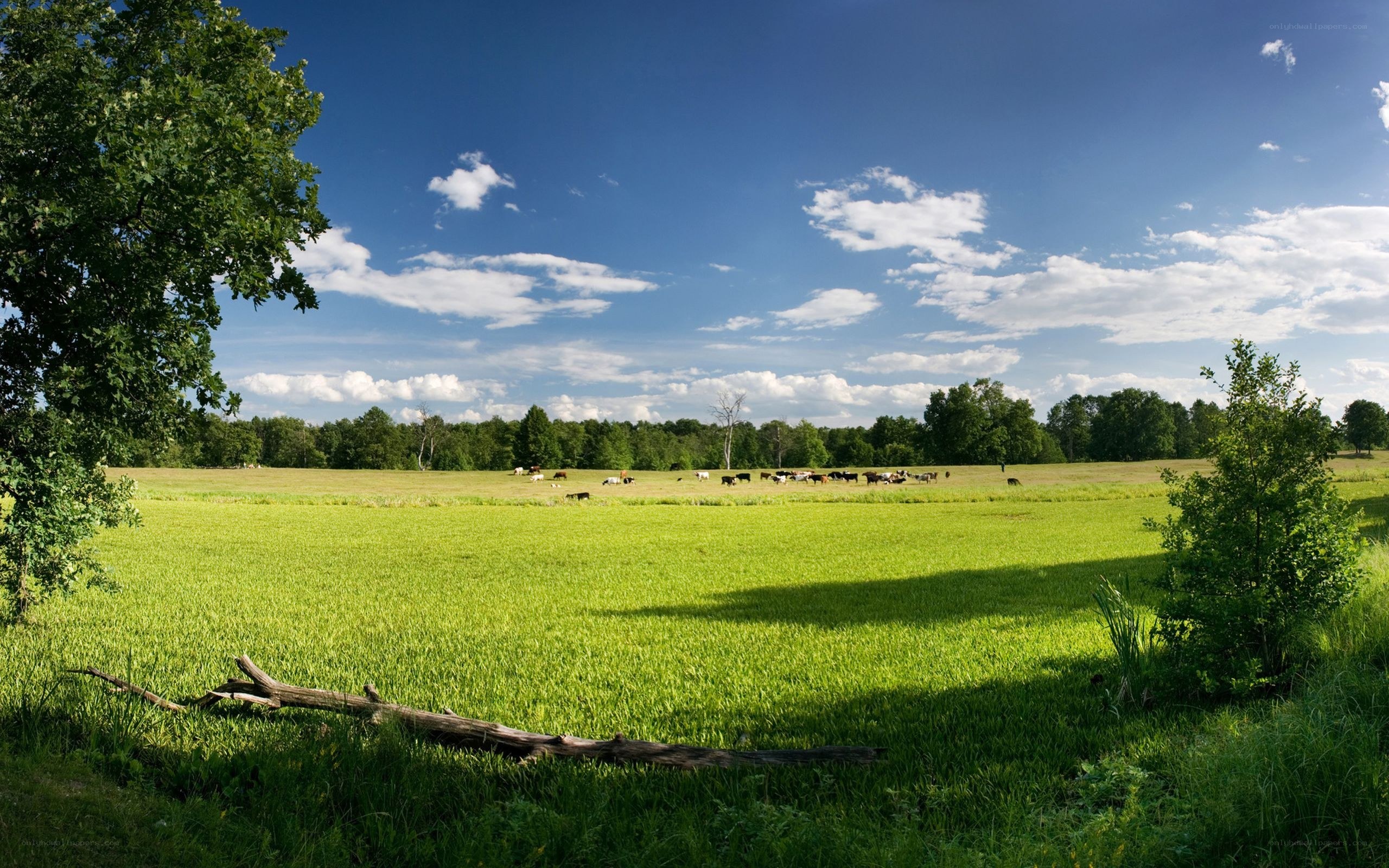 Cows grazing in a green field