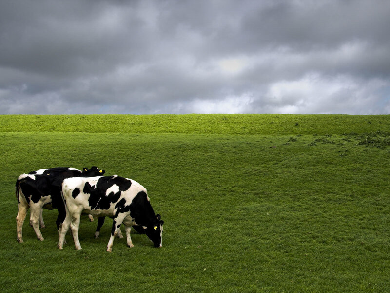 Cows grazing in a green field