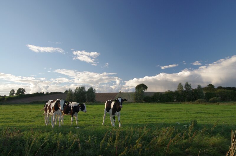 Cows grazing in a green field