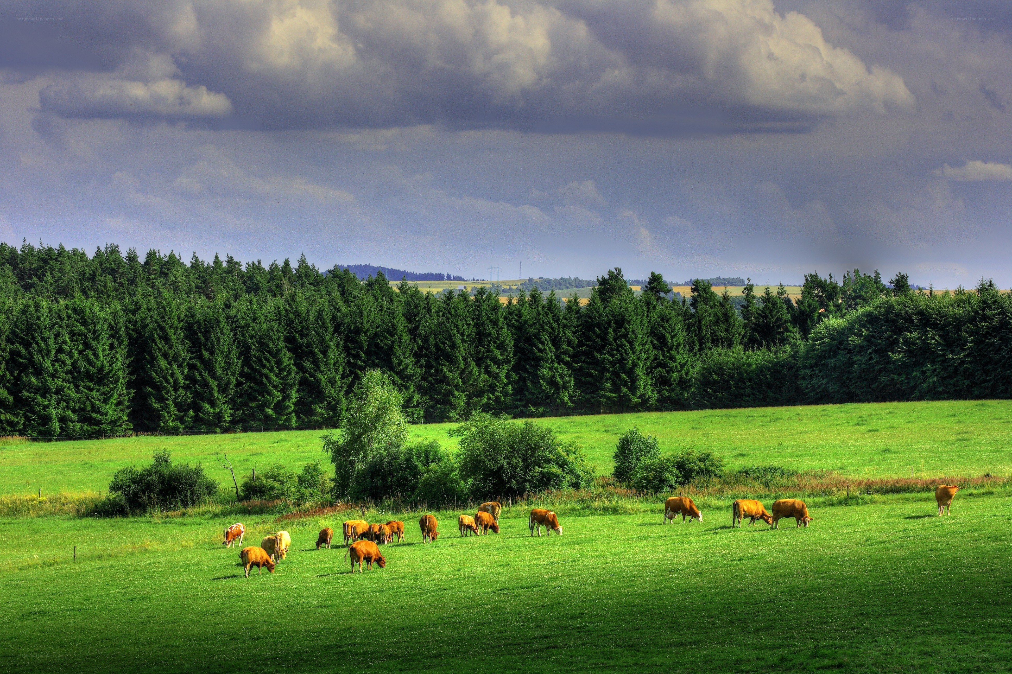 Cows grazing in a green field