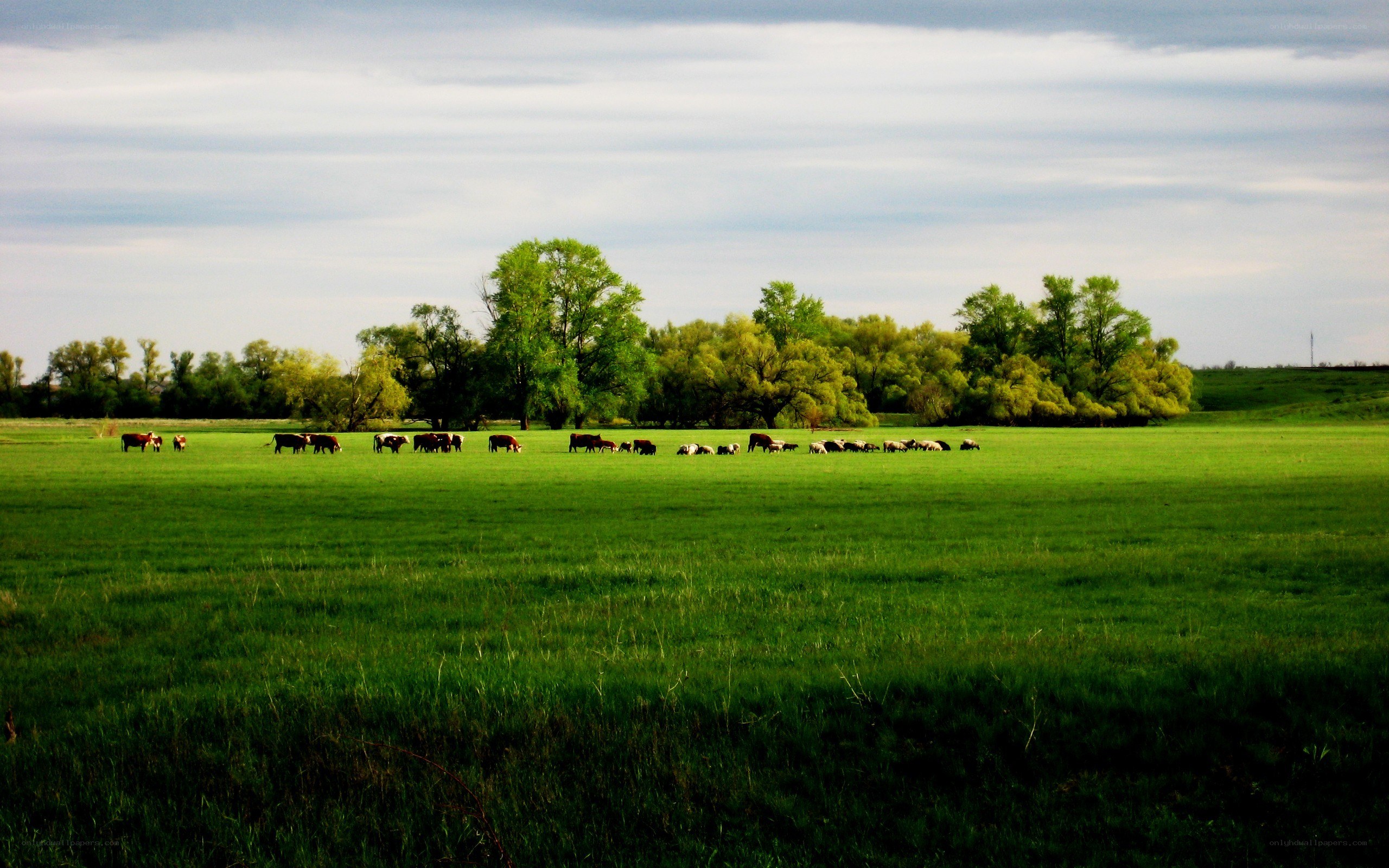Cows grazing in a green field