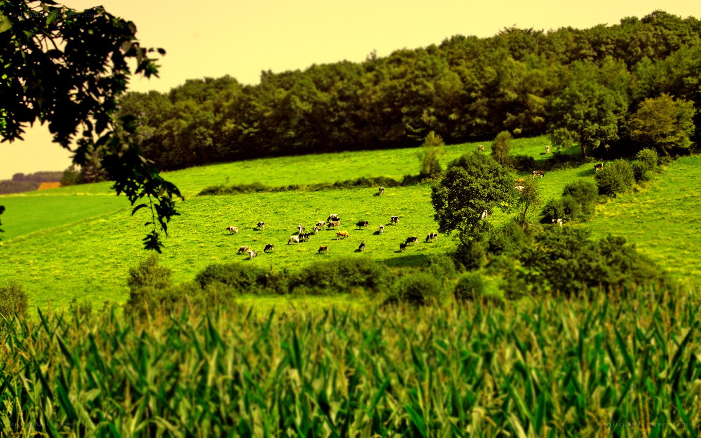 Cows grazing in a green field