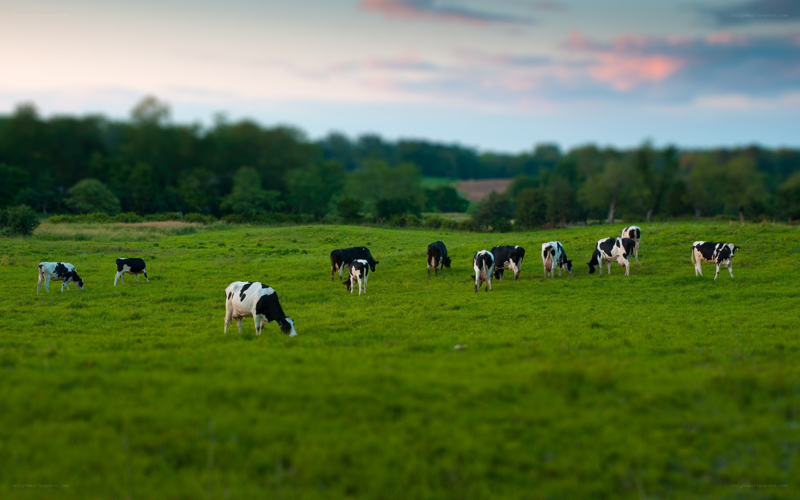 Cows grazing in a green field