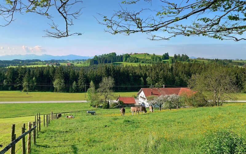 Cows grazing in a green valley