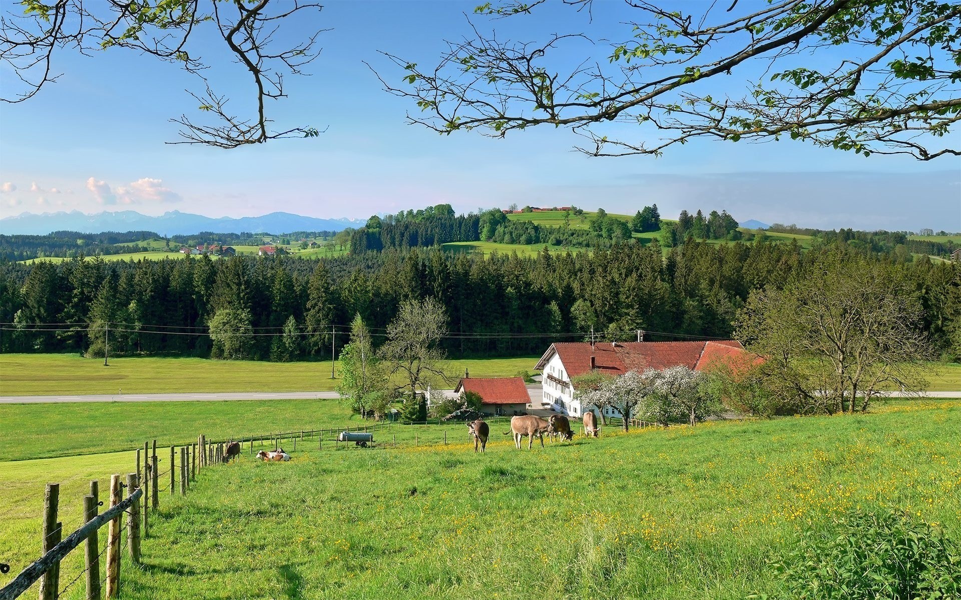 Cows grazing in a green valley