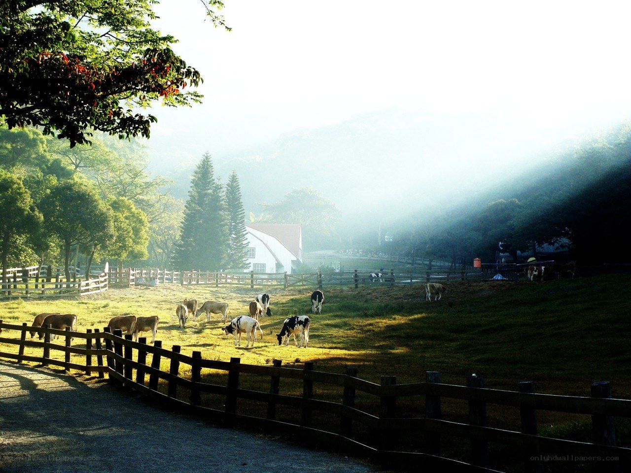 Cows grazing in a misty field