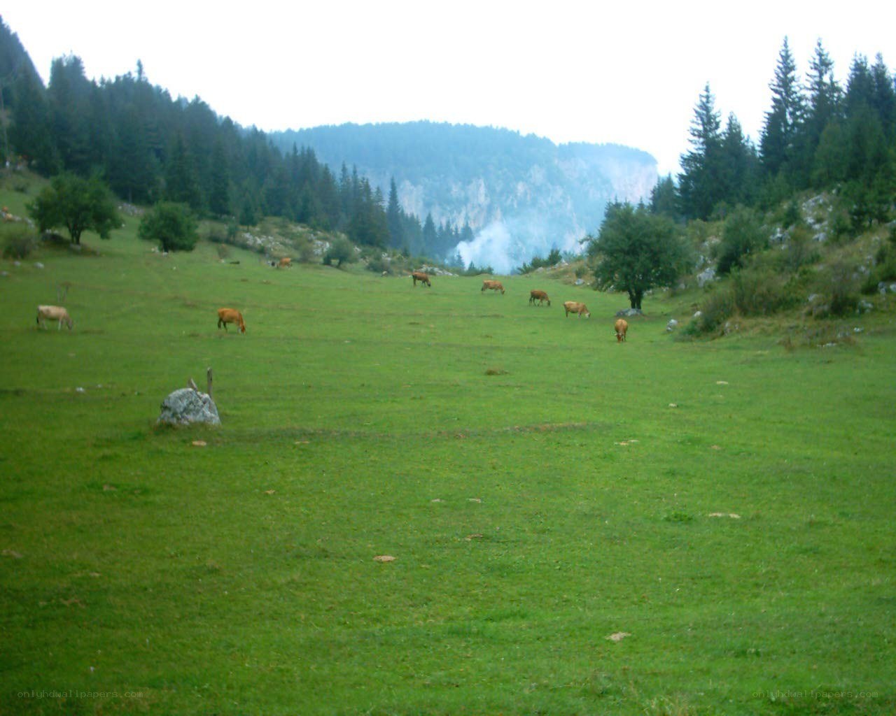 Cows grazing in a mountain meadow