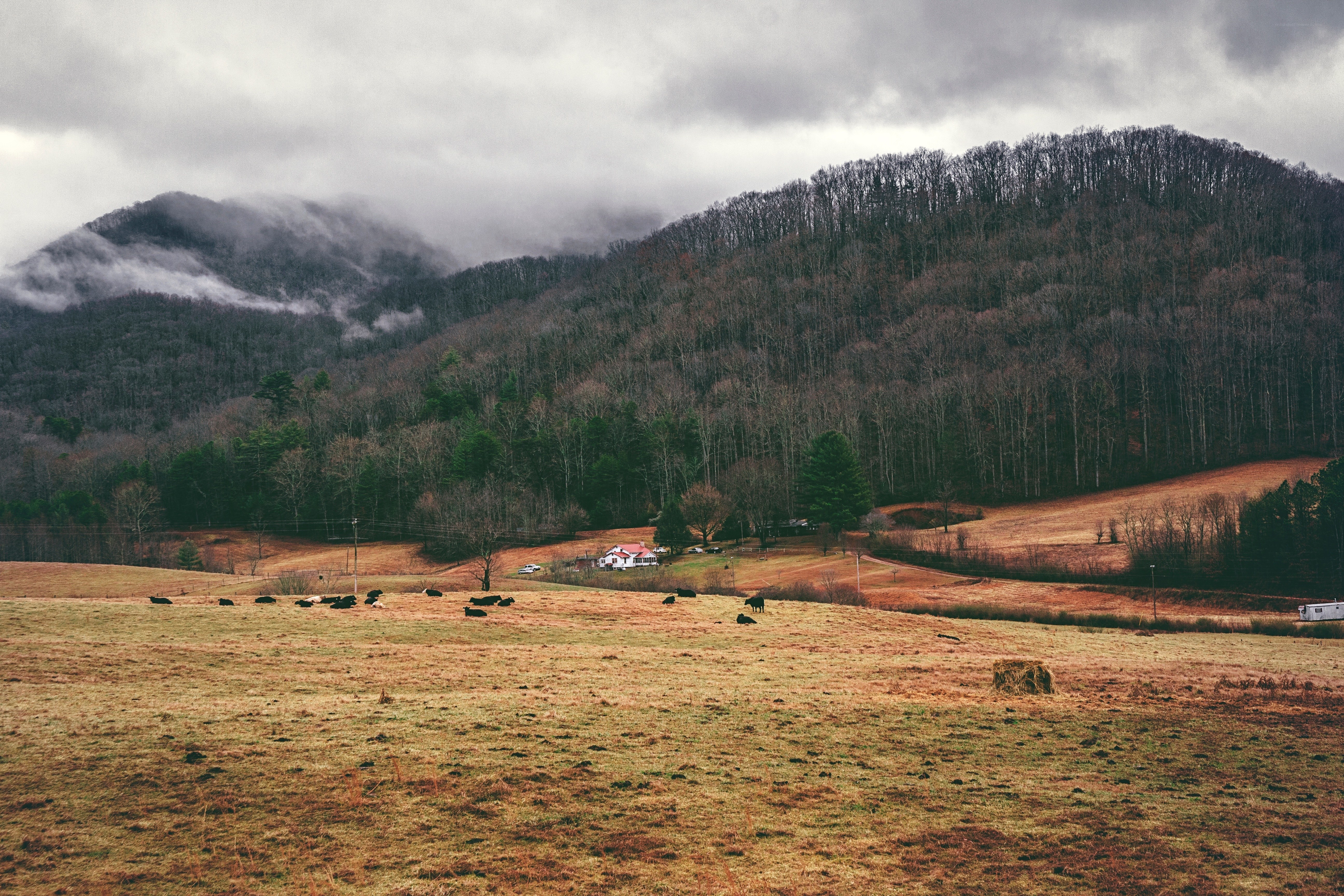 Cows grazing in a mountain valley