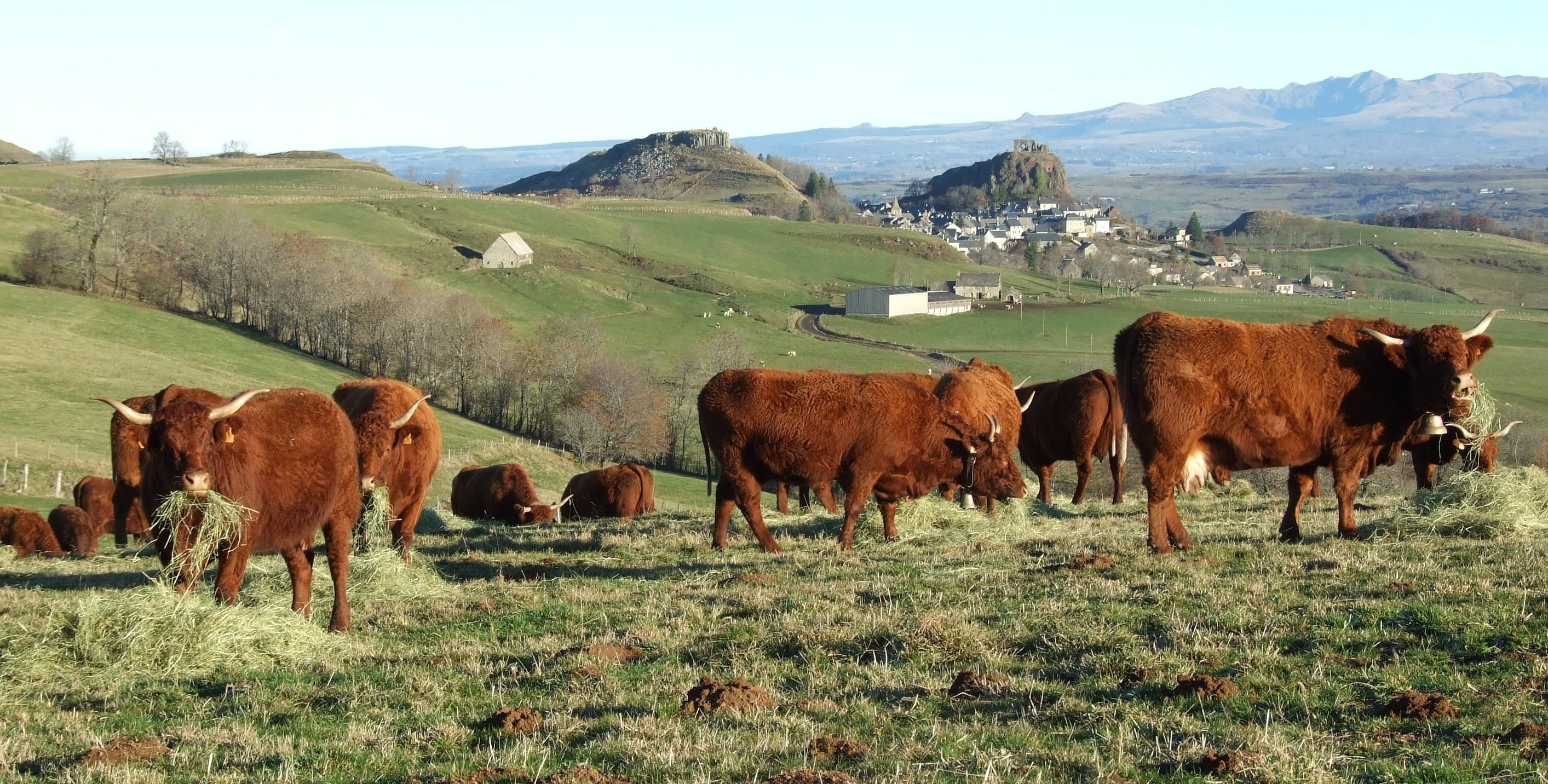 Cows grazing in a rural landscape