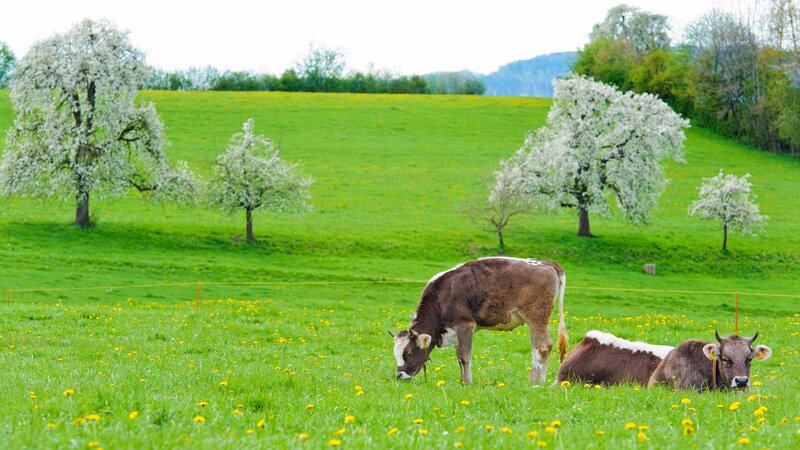 Cows grazing in a spring meadow