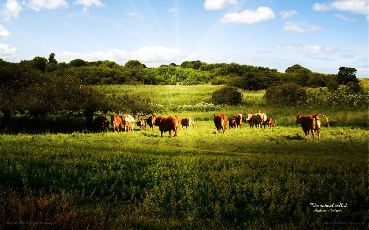 Cows grazing in a sunny field